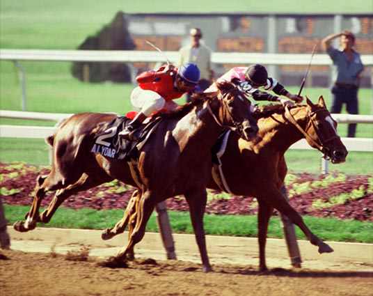 A.P Indy  1992 Belmont Stakes Photo 8" x 10-24" x 30" 
