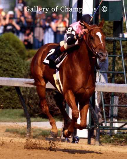 Affirmed Belmont Stakes #408 Photo 8" x 10-24" x 30" 