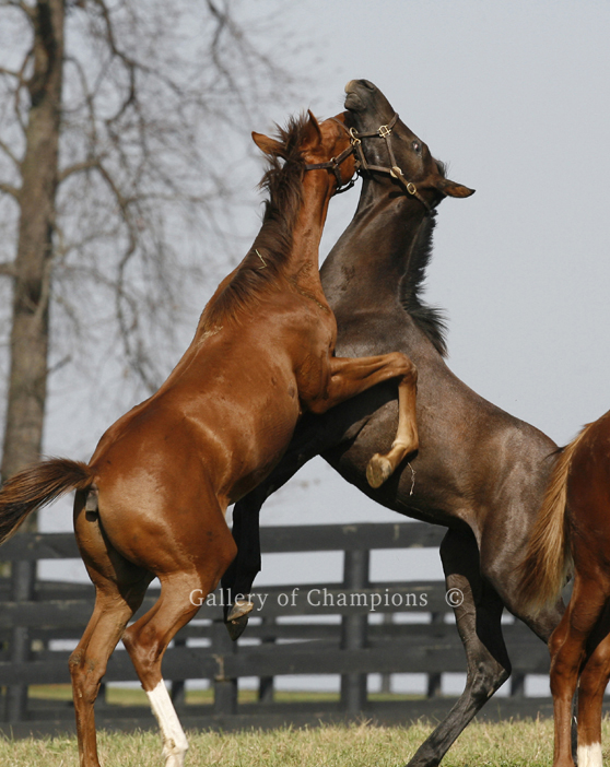 mare-and-foal-8.jpg