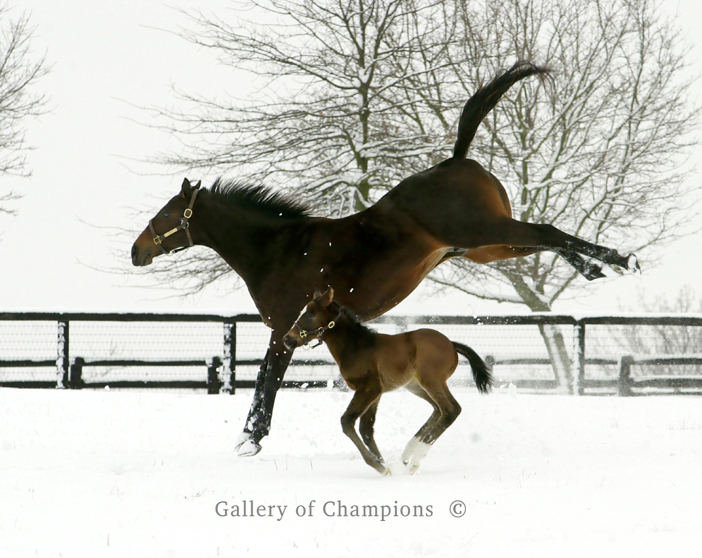 mare-and-foal-snow.jpg